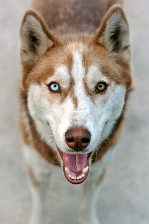 Cute dog Cute dog