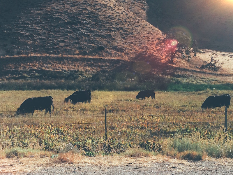 Cattle roaming the California Fields