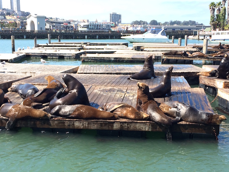 Sea Lions at Pier 49