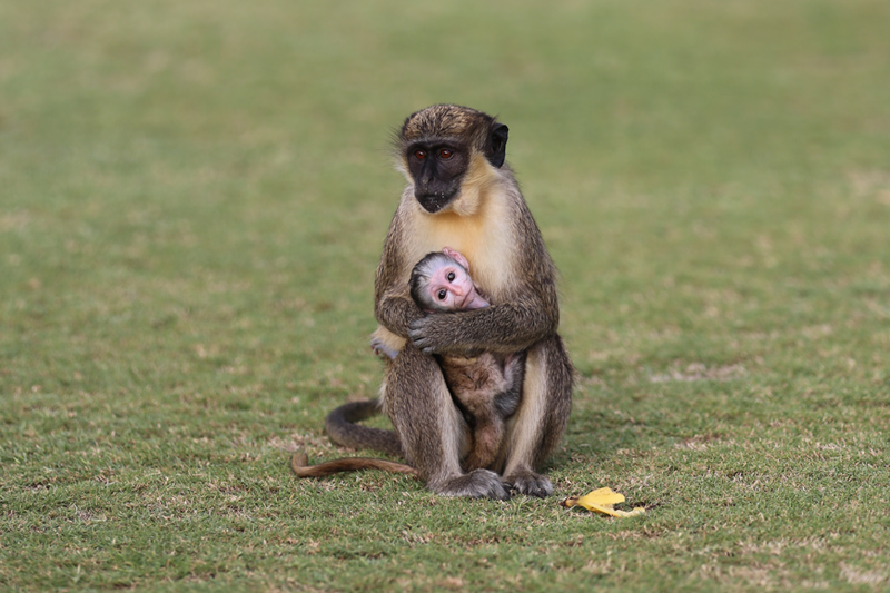 Baby monkey at Four Seasons Resort Nevis