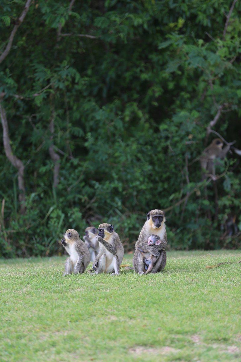 Monkeys at Four Seasons Resort Nevis