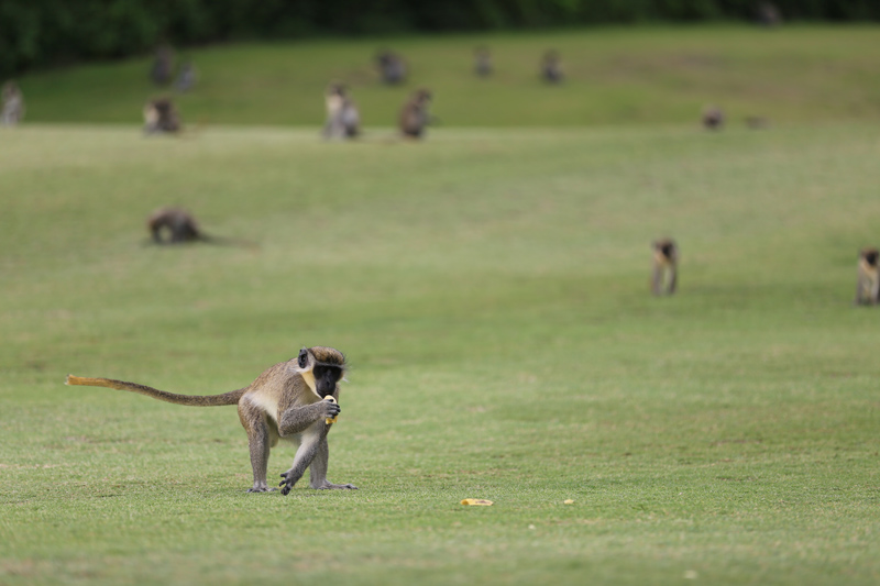 Monkeys at Four Seasons Resort Nevis
