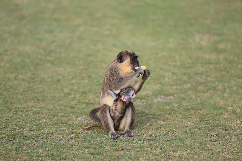 Monkey Eating a Banana
