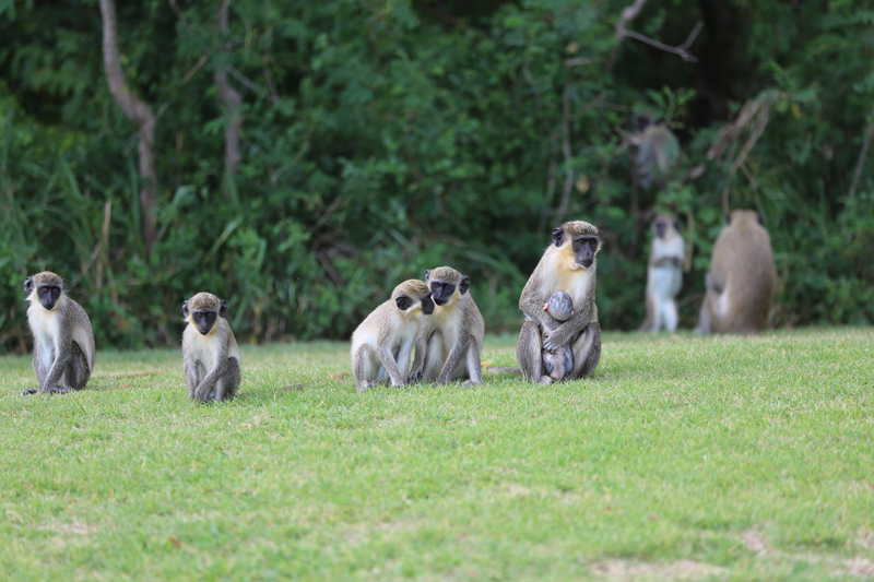 Troop of Monkeys