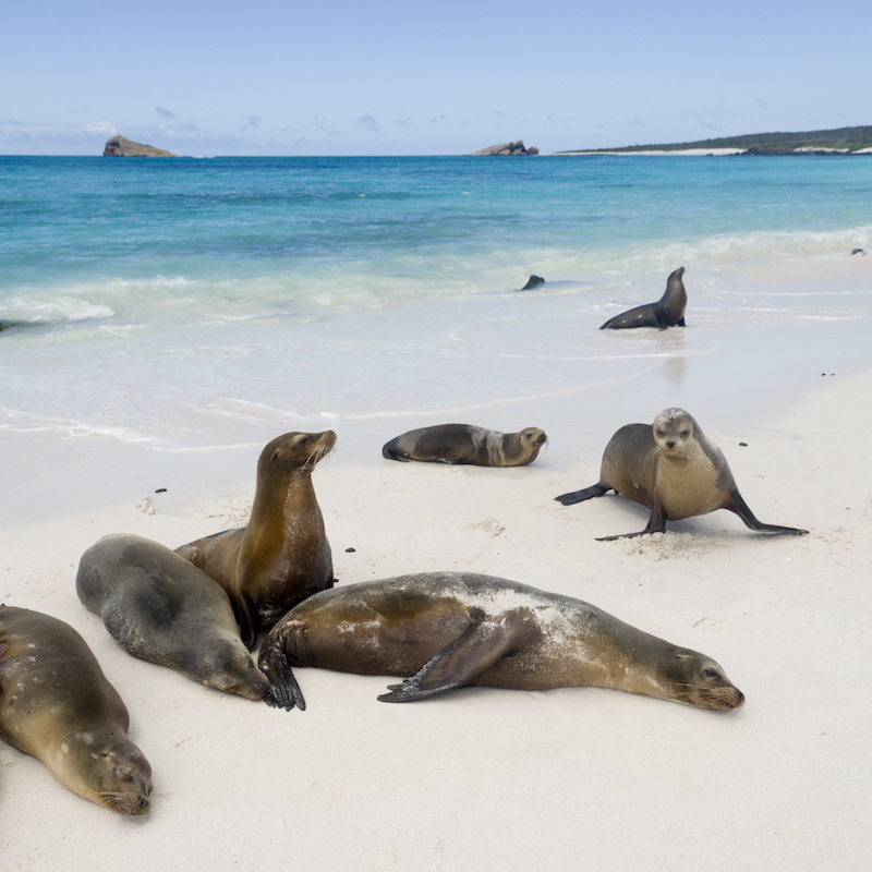 Galapagos sea lions, Gardner Bay, Espanola Island, Galapagos Islands