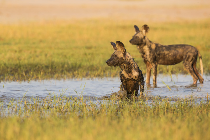 African Wild Dog in water