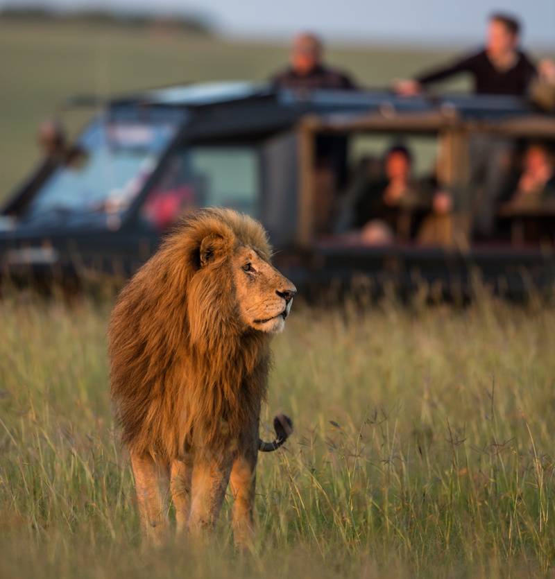 Lion in Masa Mara