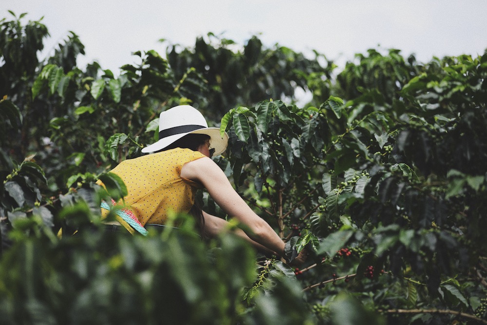 Picking ripe coffee cherries on a Colombian coffee farm