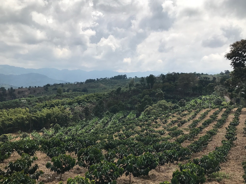 Touring Colombian coffee farms