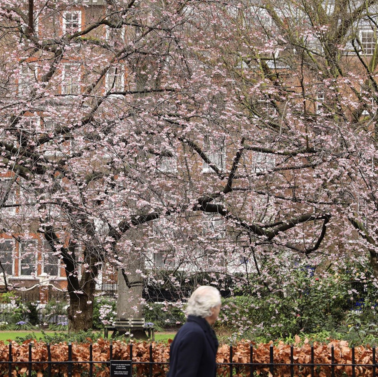 Trees in full bloom in Kensington, London
